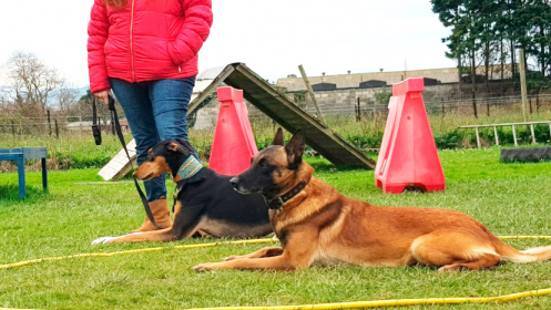 Educa a tu perro ¡adiestramiento canino!